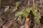 Fourpetal St. Johnswort